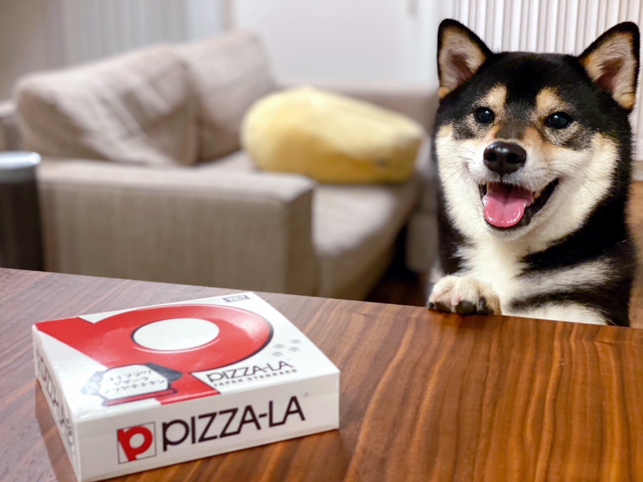 笑顔がかわいすぎる♡犬用ピザを見て大興奮する黒柴くんに“7万いいね”！