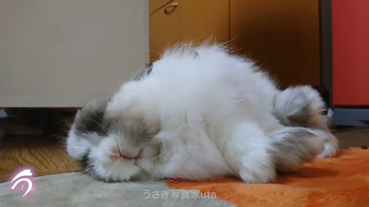 “寝落ちするウサギさん”動画が40万回再生！「ドテッといく感じがたまらん」と話題