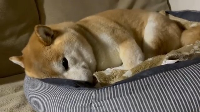 犬用ベッドで丸くなって寝ている豆柴