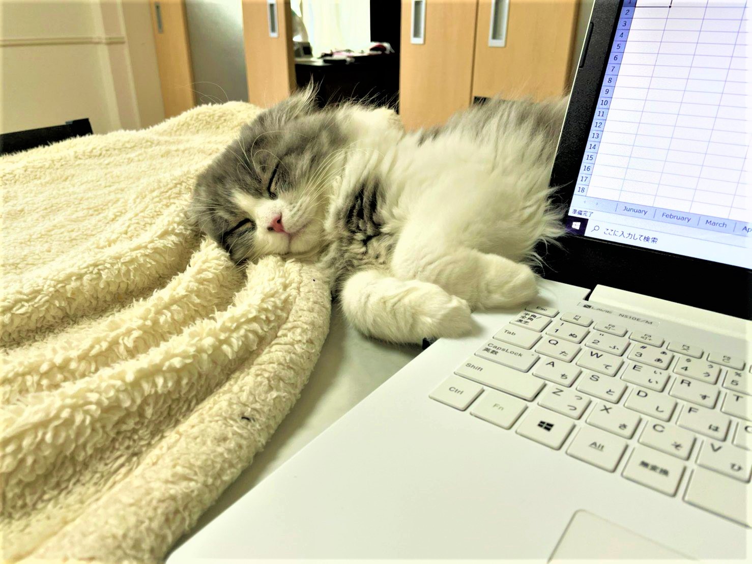 飼い主の仕事を監督してたのに…。いつの間にか寝落ちしちゃう猫くんが可愛すぎると話題！