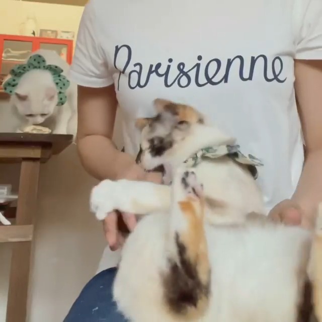 手を噛んでいる猫