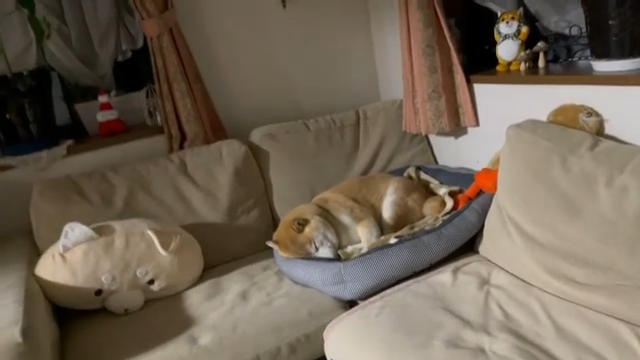 犬用ベッドで寝ている豆柴