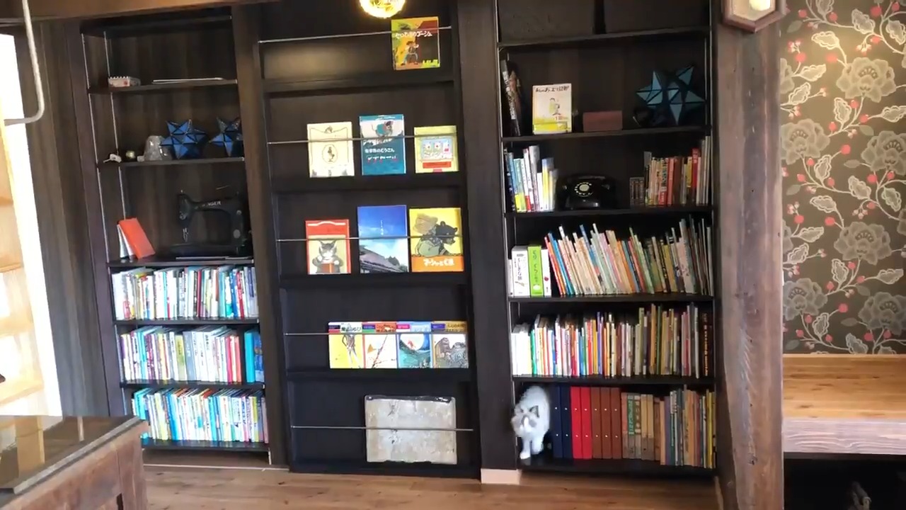 本棚とそこに入っている猫