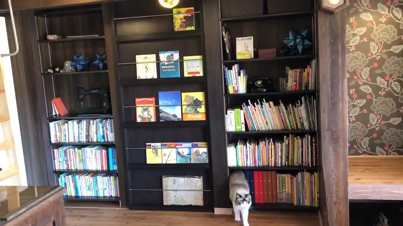 猫が出てくる本棚