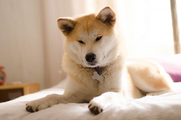 ベッドの上にいる秋田犬