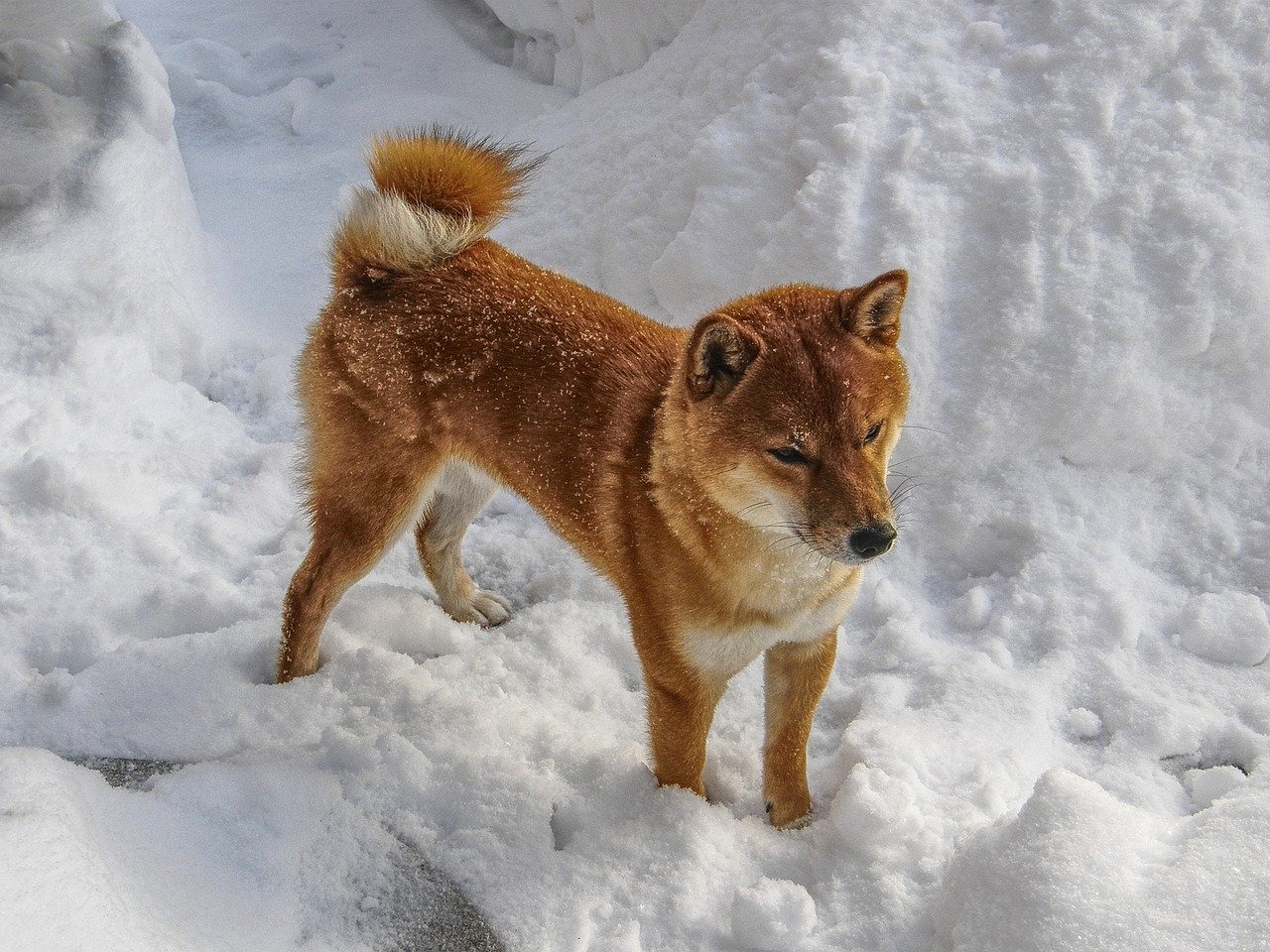 雪に埋もれている柴犬