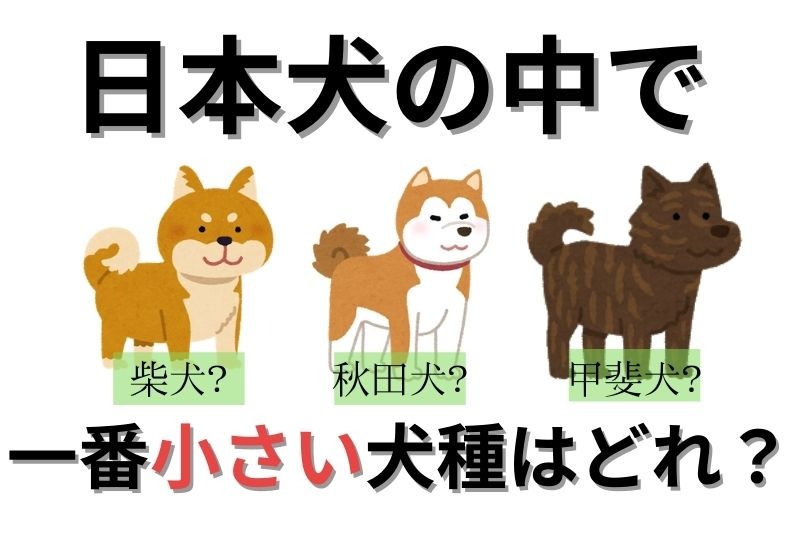 【日本犬クイズ】日本犬の中で一番小さい犬種は次のうちどれ？