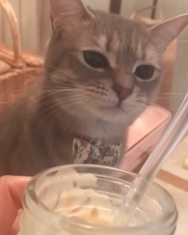 デザートを見つめる猫