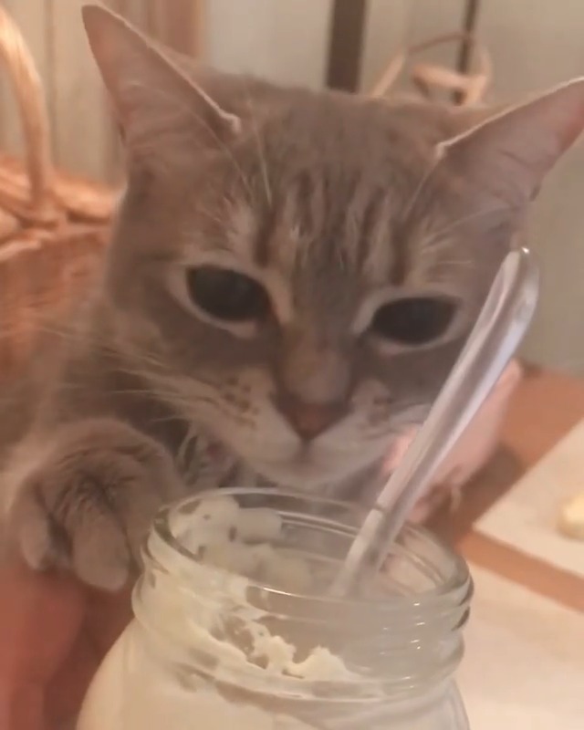デザートに手を伸ばしている猫