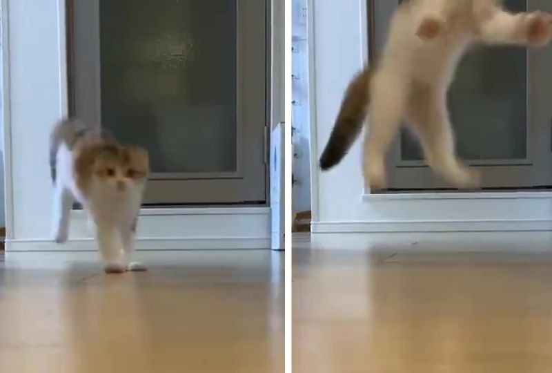 「走って来る→驚く→逃げていく」猫ちゃんの“3秒動画”が『ただただカワイイ』と話題
