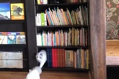 【36万回再生】そんなところから猫が?!とあるカフェの“不思議な本棚”に注目集まる