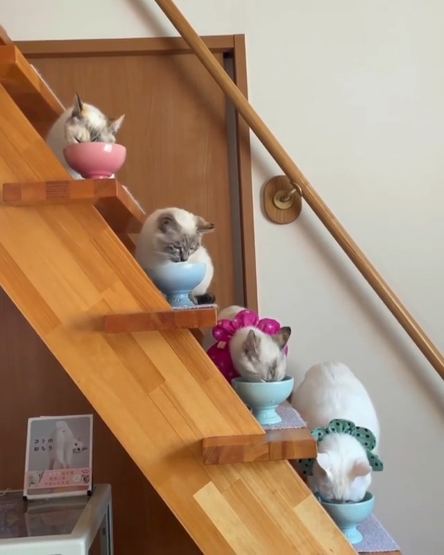 階段に並んでご飯を食べる猫たち