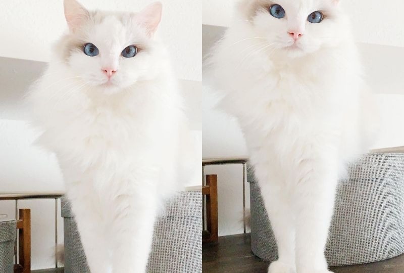 美しすぎる！！スラリと長い「モデル並みの美脚」を持つ白猫さん