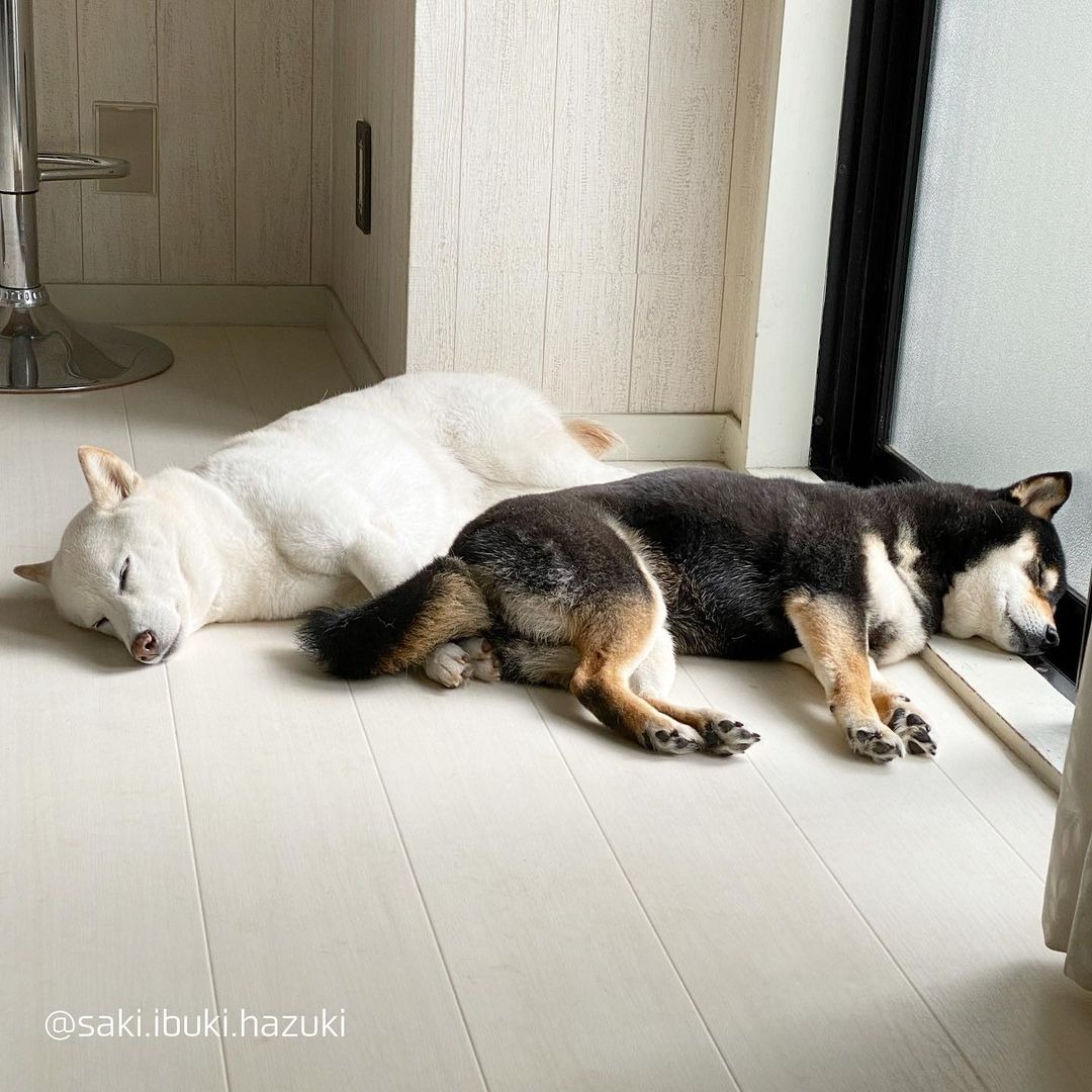 一緒に寝ている2匹の柴犬