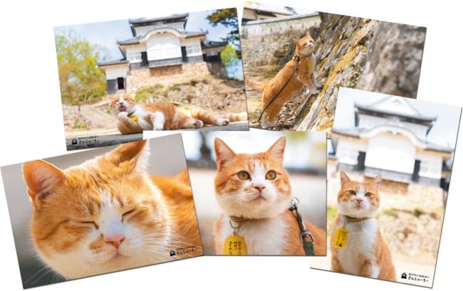 備中松山城には“猫城主”がいる⁉猫のお殿様のかわいいグッズを手に入れよう！