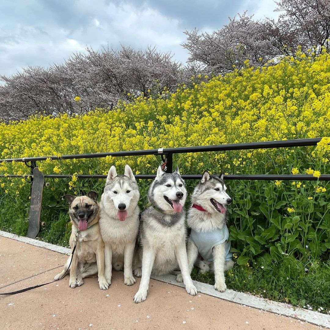菜の花の前でお座りしているハスキー犬と雑種犬