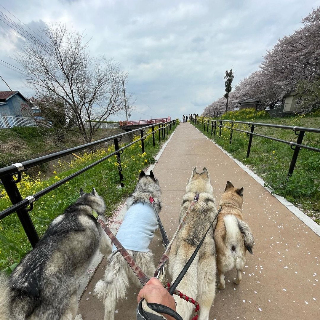 お散歩しているハスキー犬と雑種犬