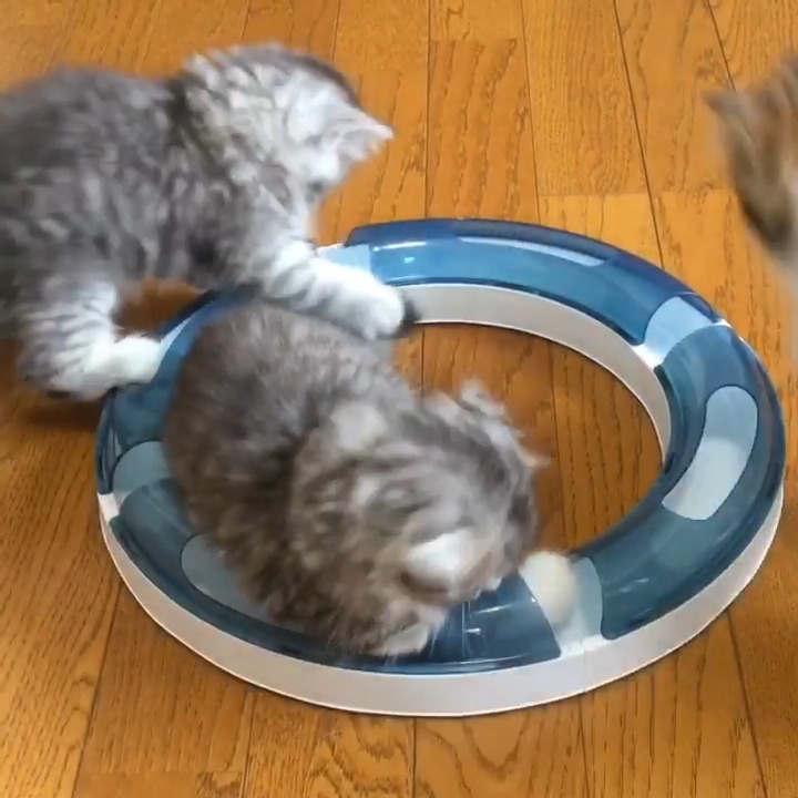 ボールのおもちゃで遊ぶ子猫たち