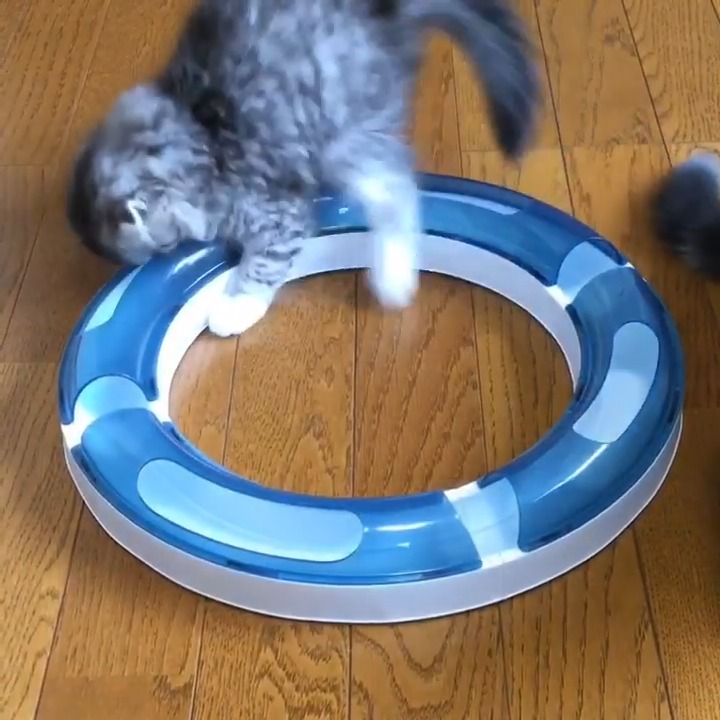 ボールのおもちゃで遊ぶ子猫