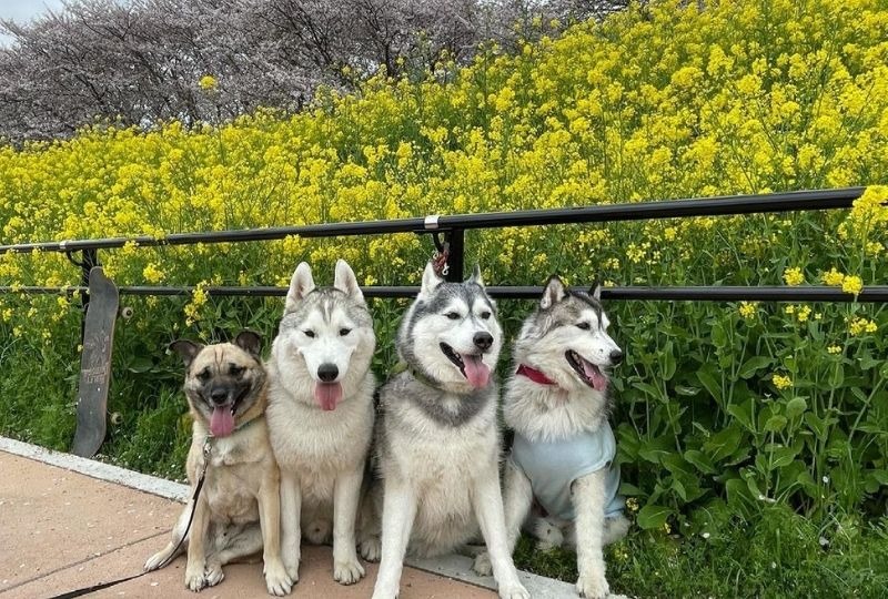 4兄弟が勢ぞろい！ハスキー犬＋雑種犬の“お花見散歩”の1コマがステキすぎ