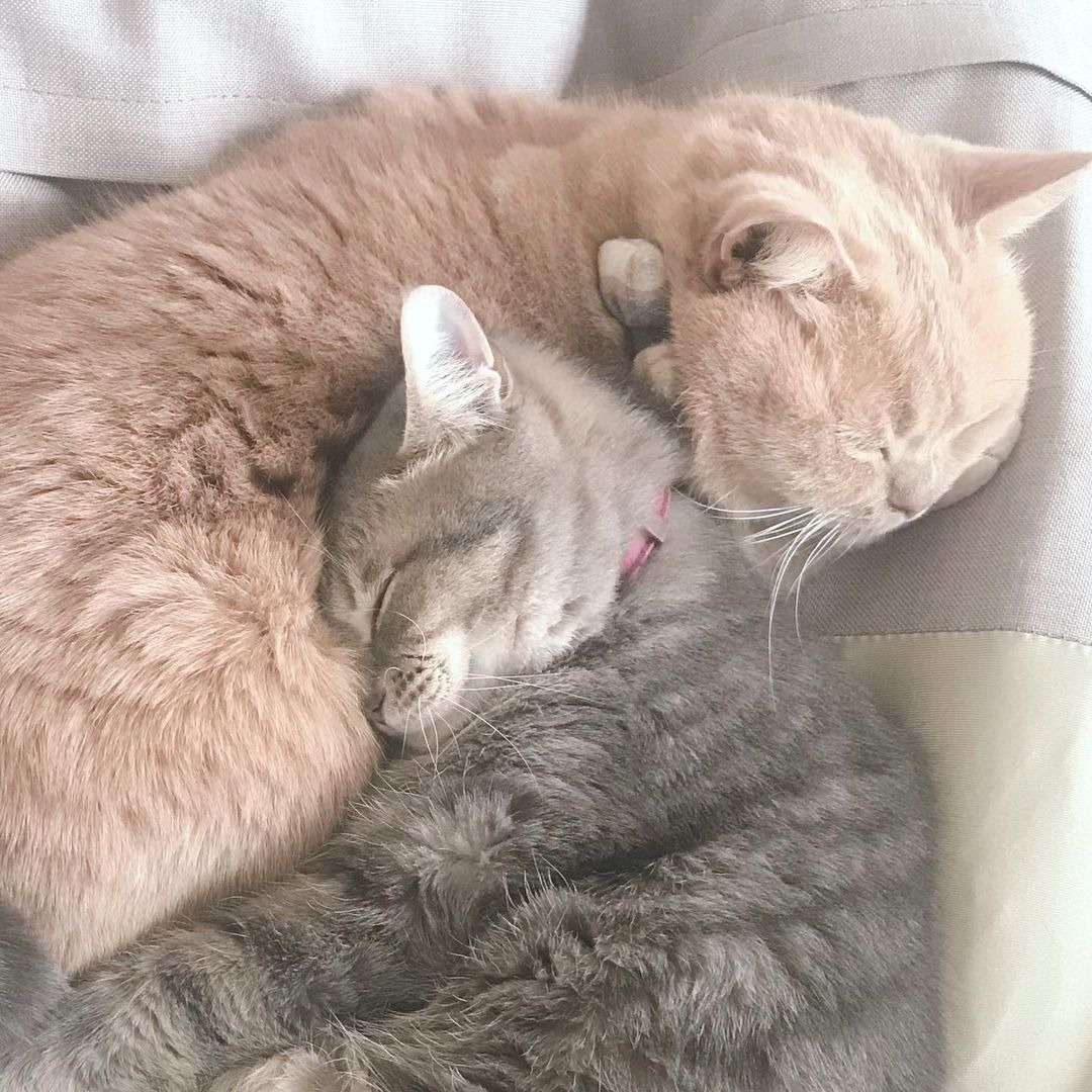 添い寝している2匹の猫
