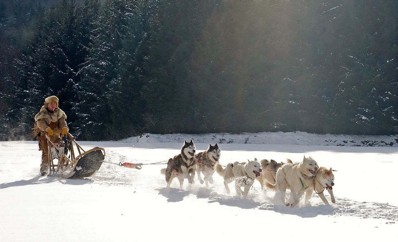 雪の中でそりを引く複数の犬