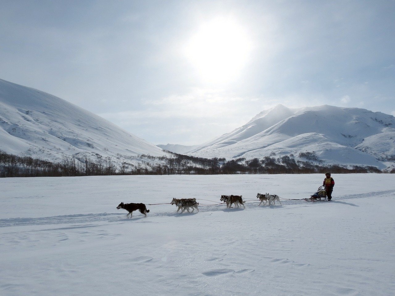 雪の中でそりを引く犬たち