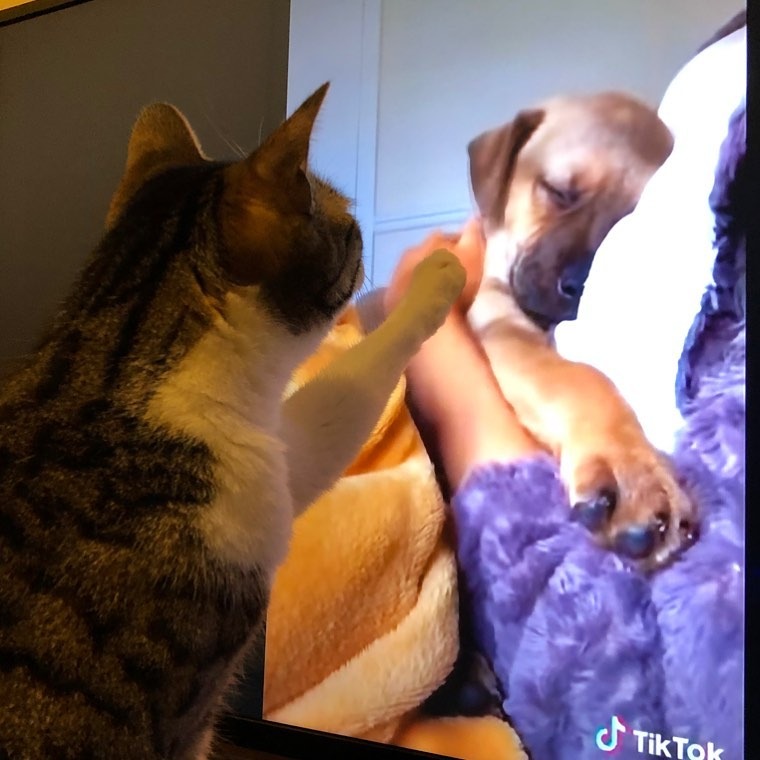 テレビに映る犬を見つめる猫