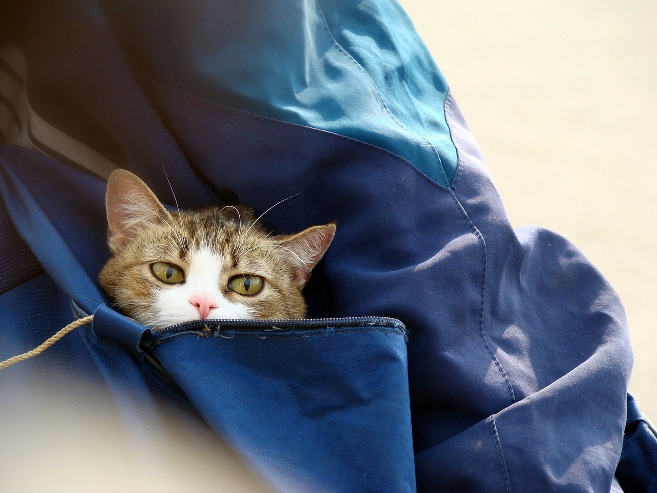バッグの中の猫