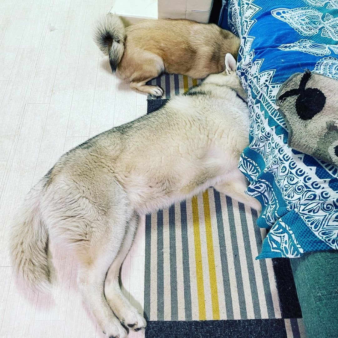 ソファーの下に頭を突っ込んで寝るハスキー犬と雑種犬