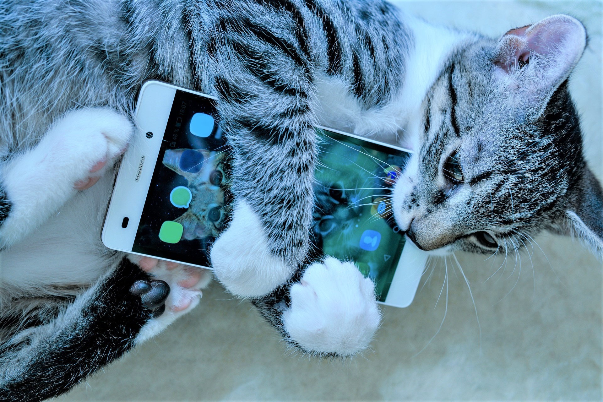 スマホを抱く猫