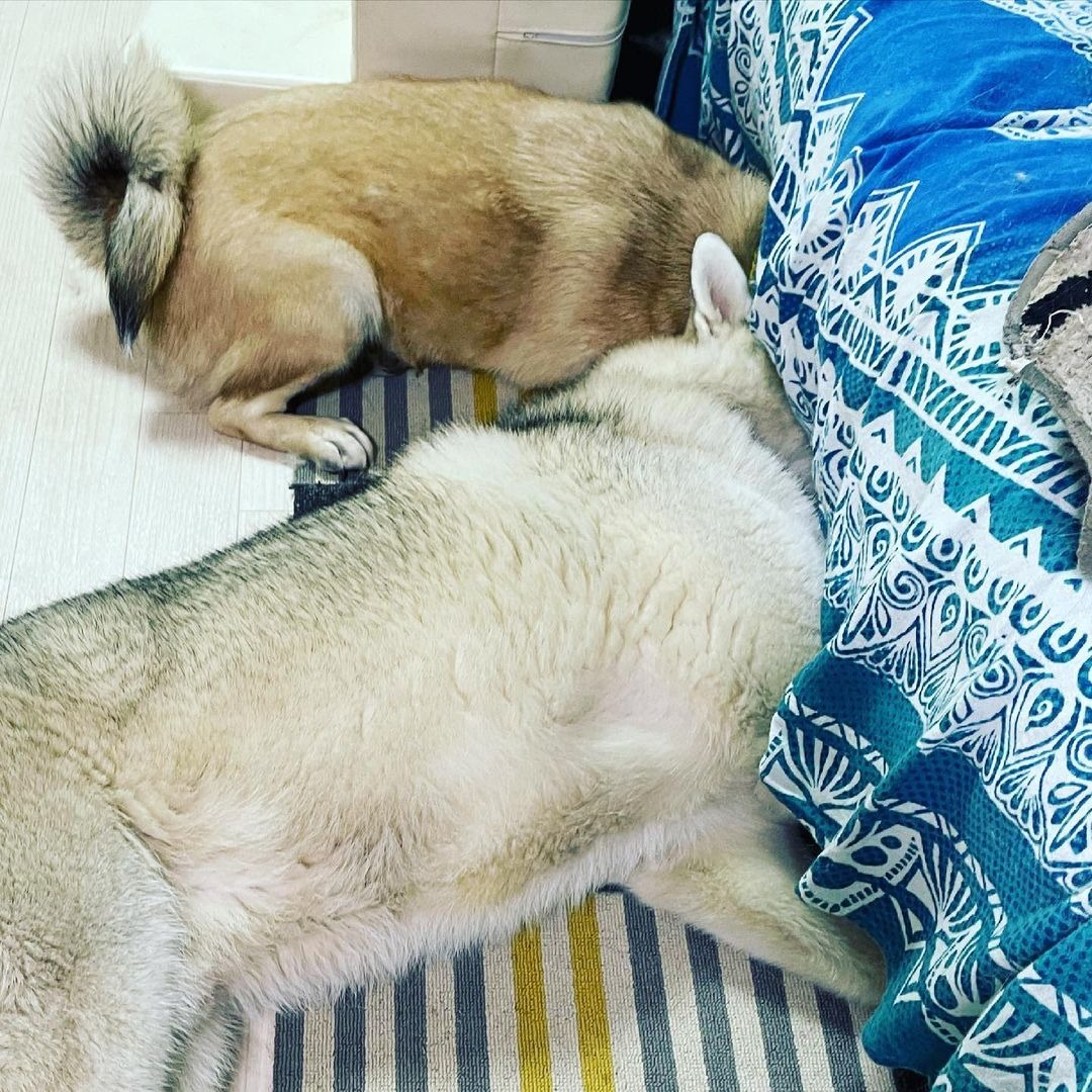 ソファーの下に顔を突っ込んで寝るハスキー犬と雑種犬