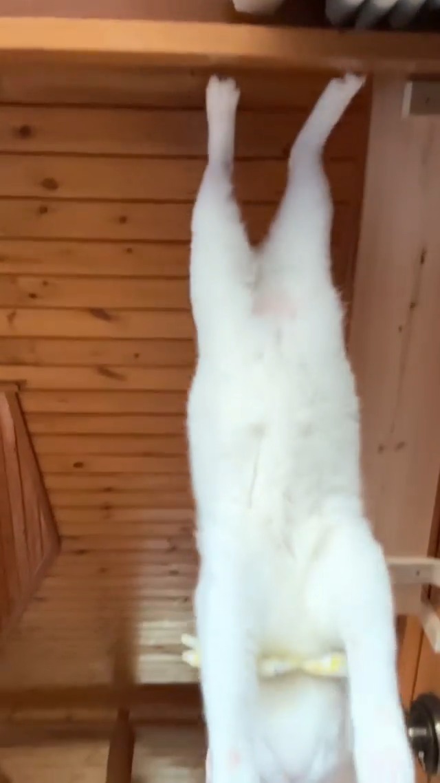 飛び降りようとしている白猫