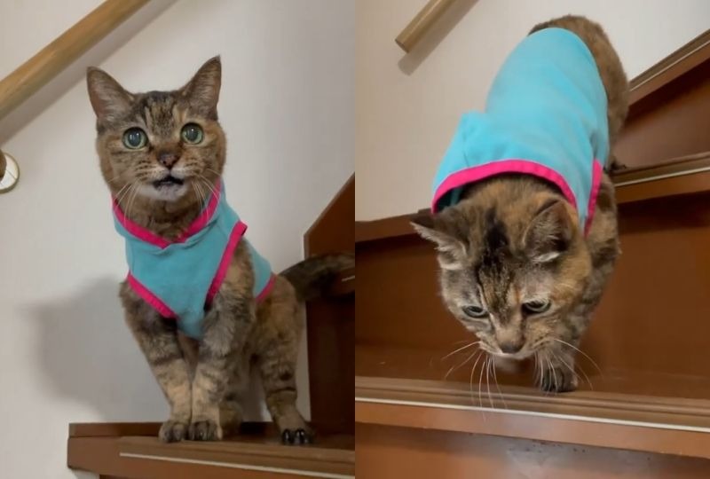 「待っててね！」21歳の猫さんが懸命に階段を下りる理由に感涙