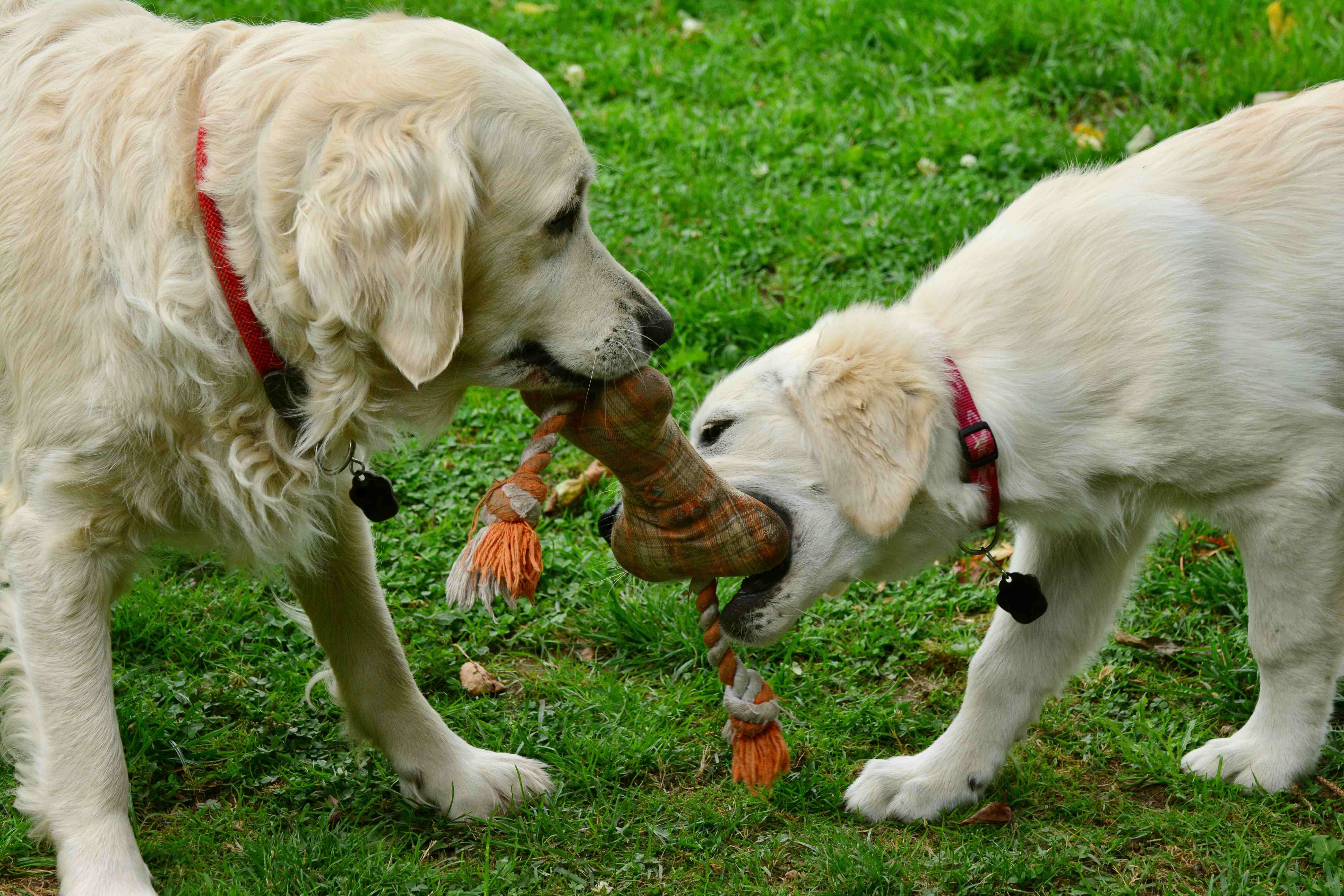おもちゃを引っ張り合いしている2匹の犬