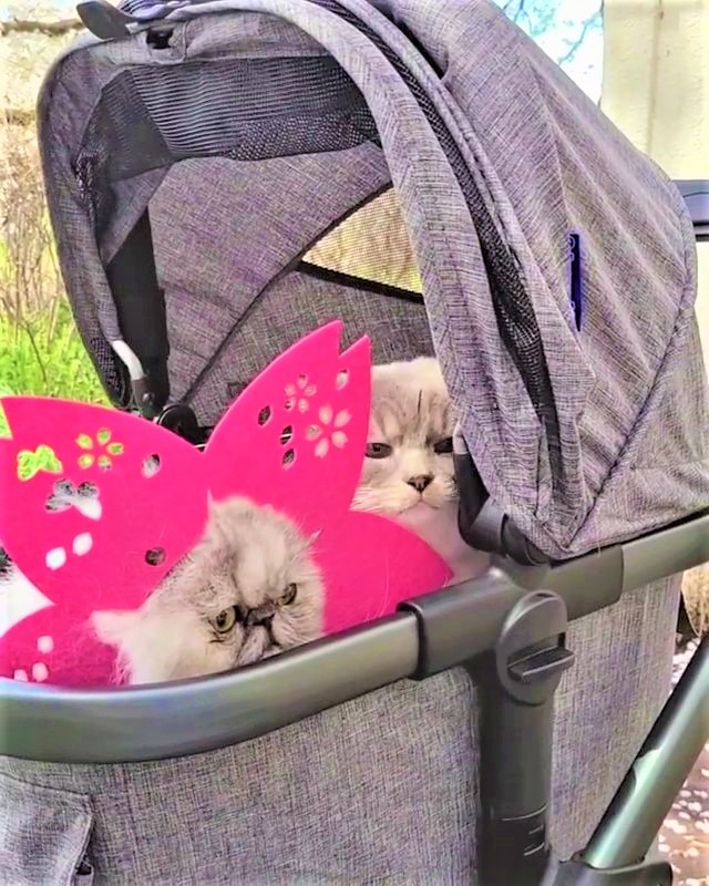 猫　桜