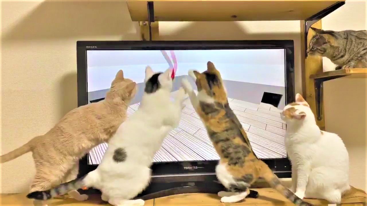 5匹の猫が全員くぎ付け。猫用動画で遊ぶニャンズに「ずっと見てられる♡」