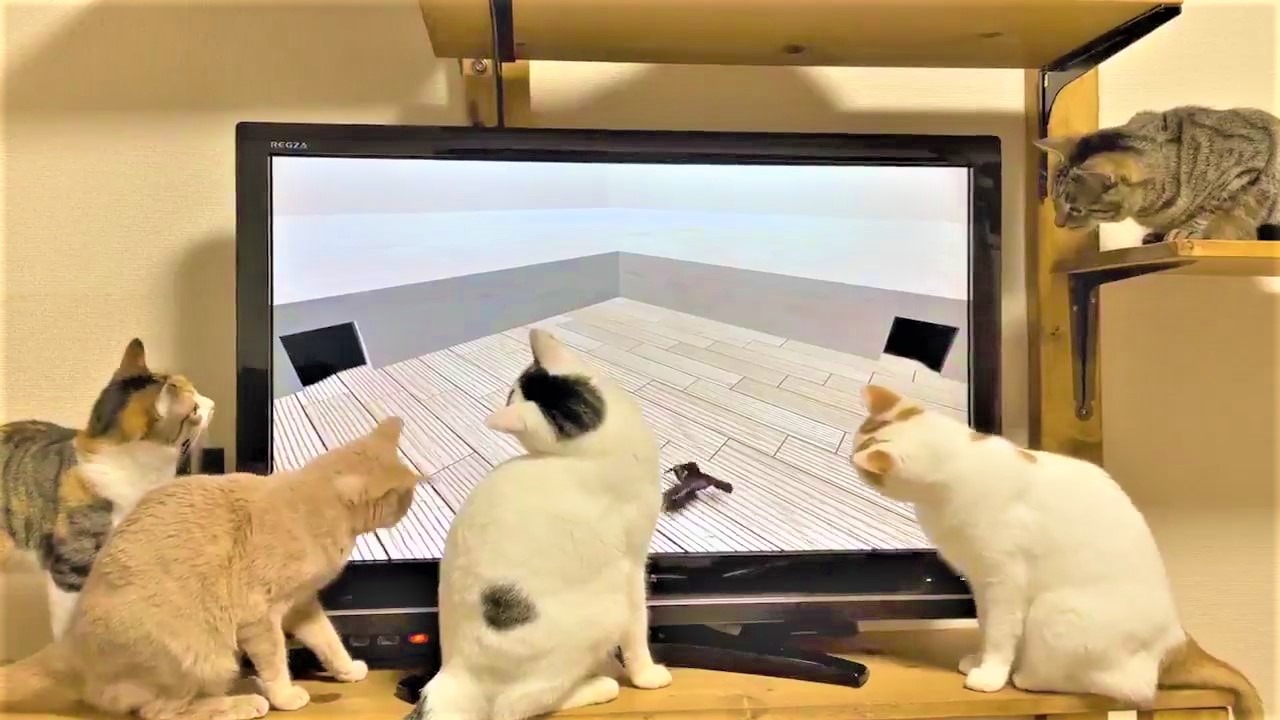 猫　動画