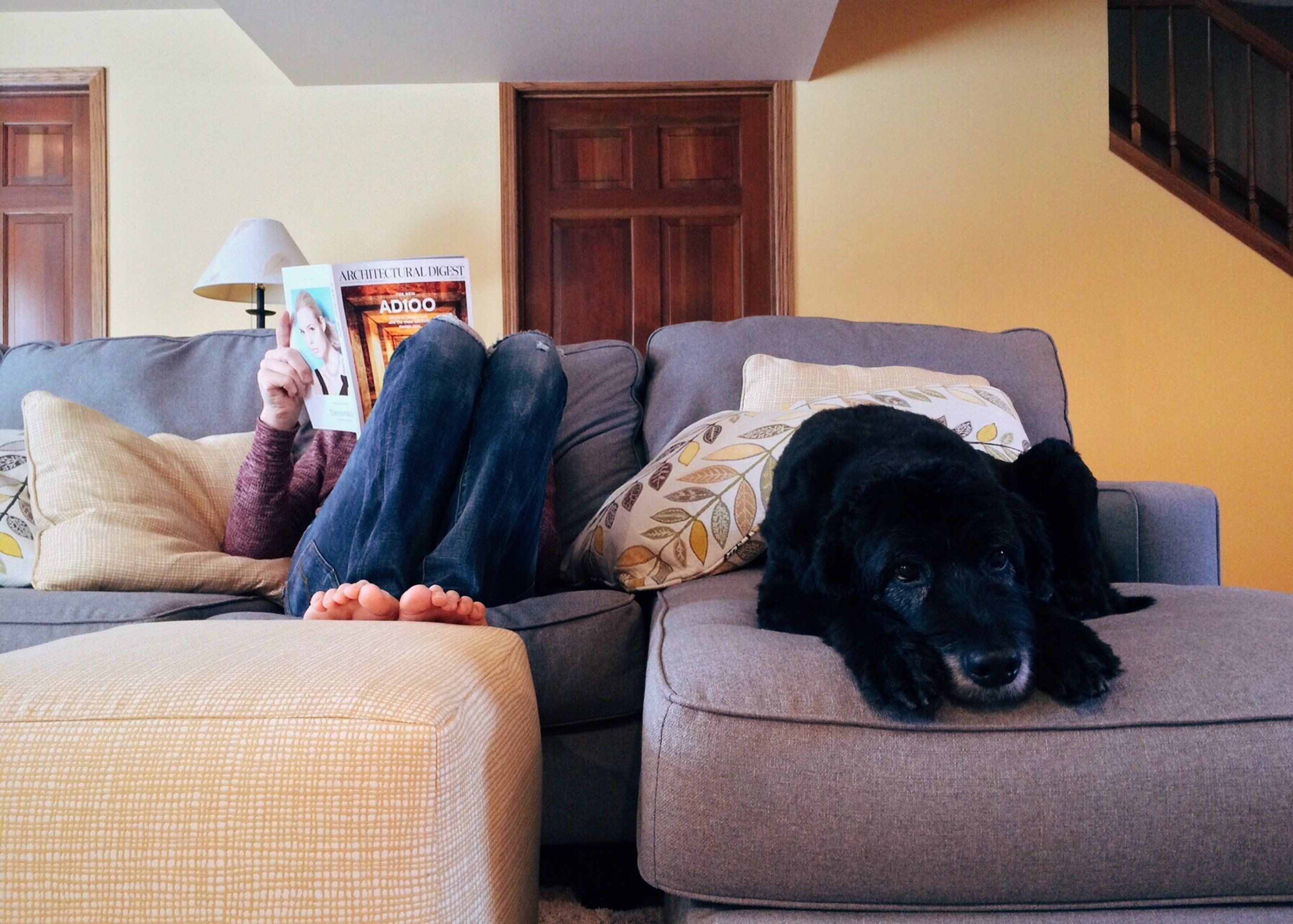 ソファでくつろいでいる犬と雑誌を読んでいる人