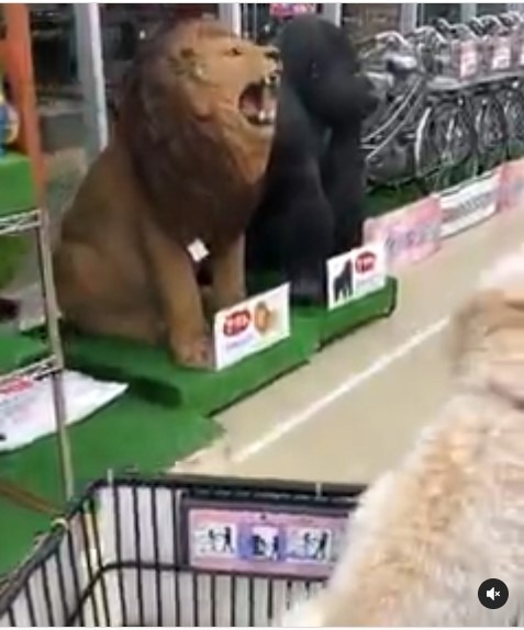 店内で見かけたライオンとゴジラにたじろぐワンコ