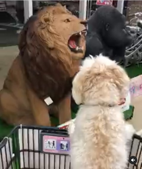 ライオンとゴリアに挨拶するワンコ。