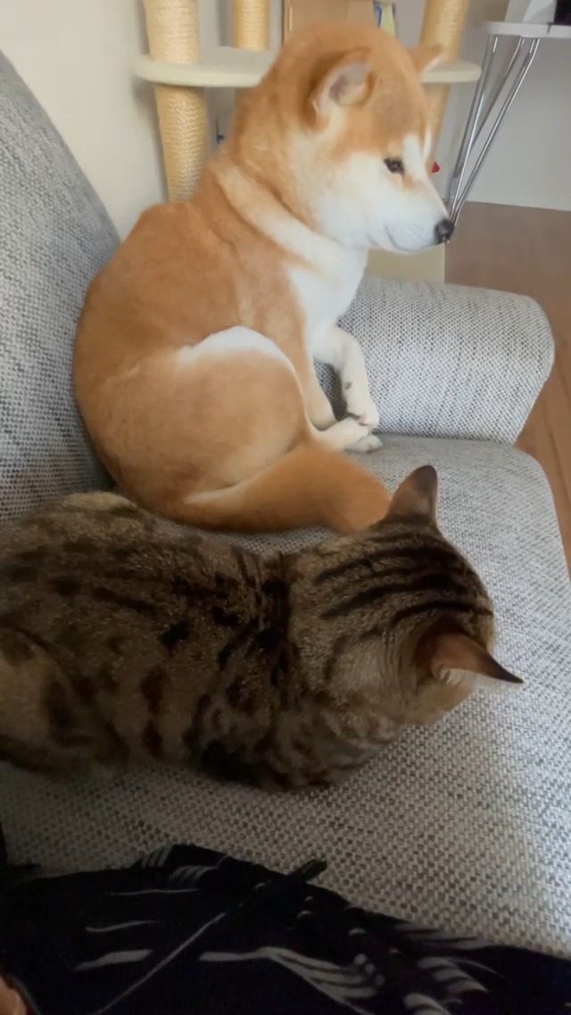 ソファーでくつろぐ柴犬と猫