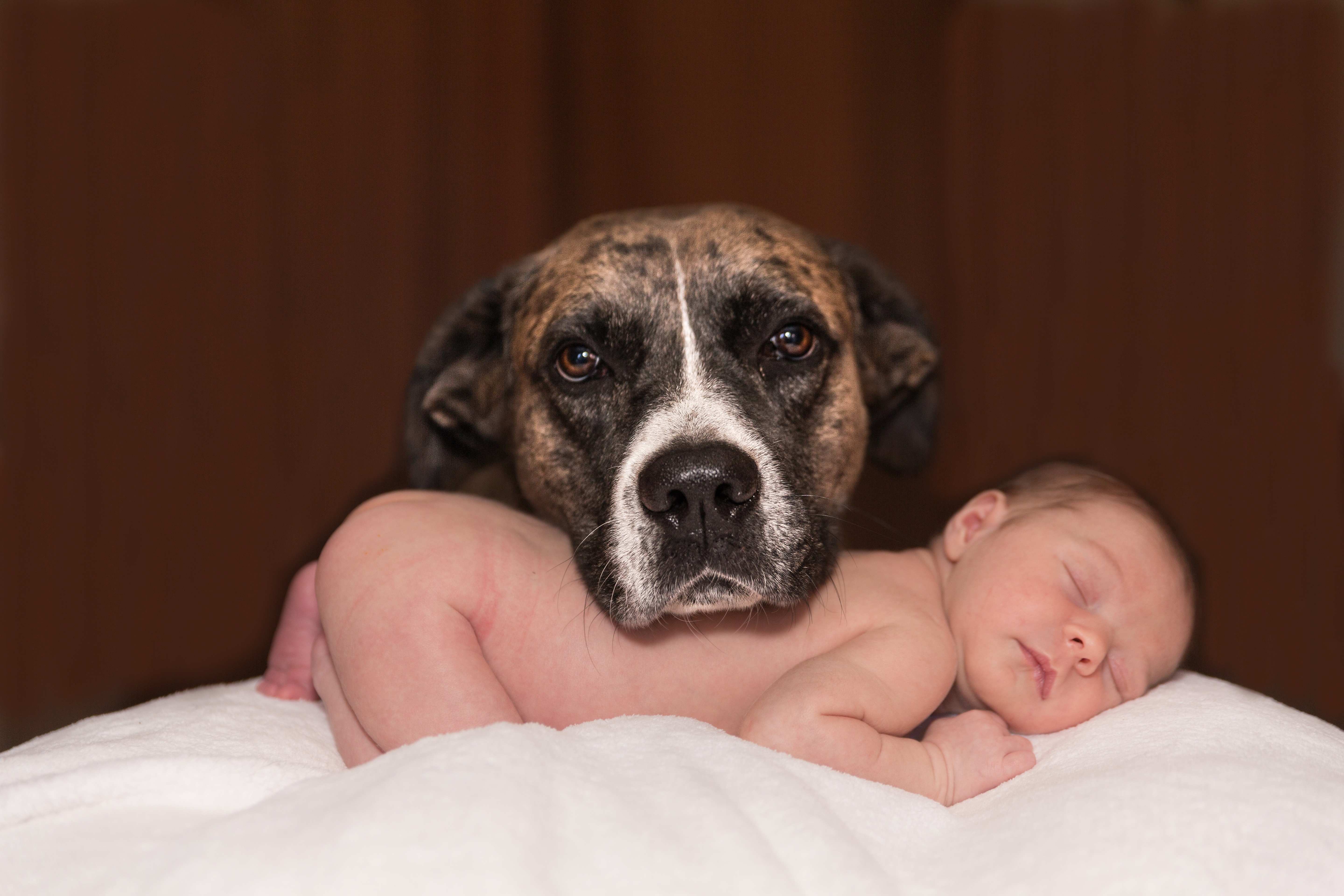 寝ている赤ちゃんを守っている犬