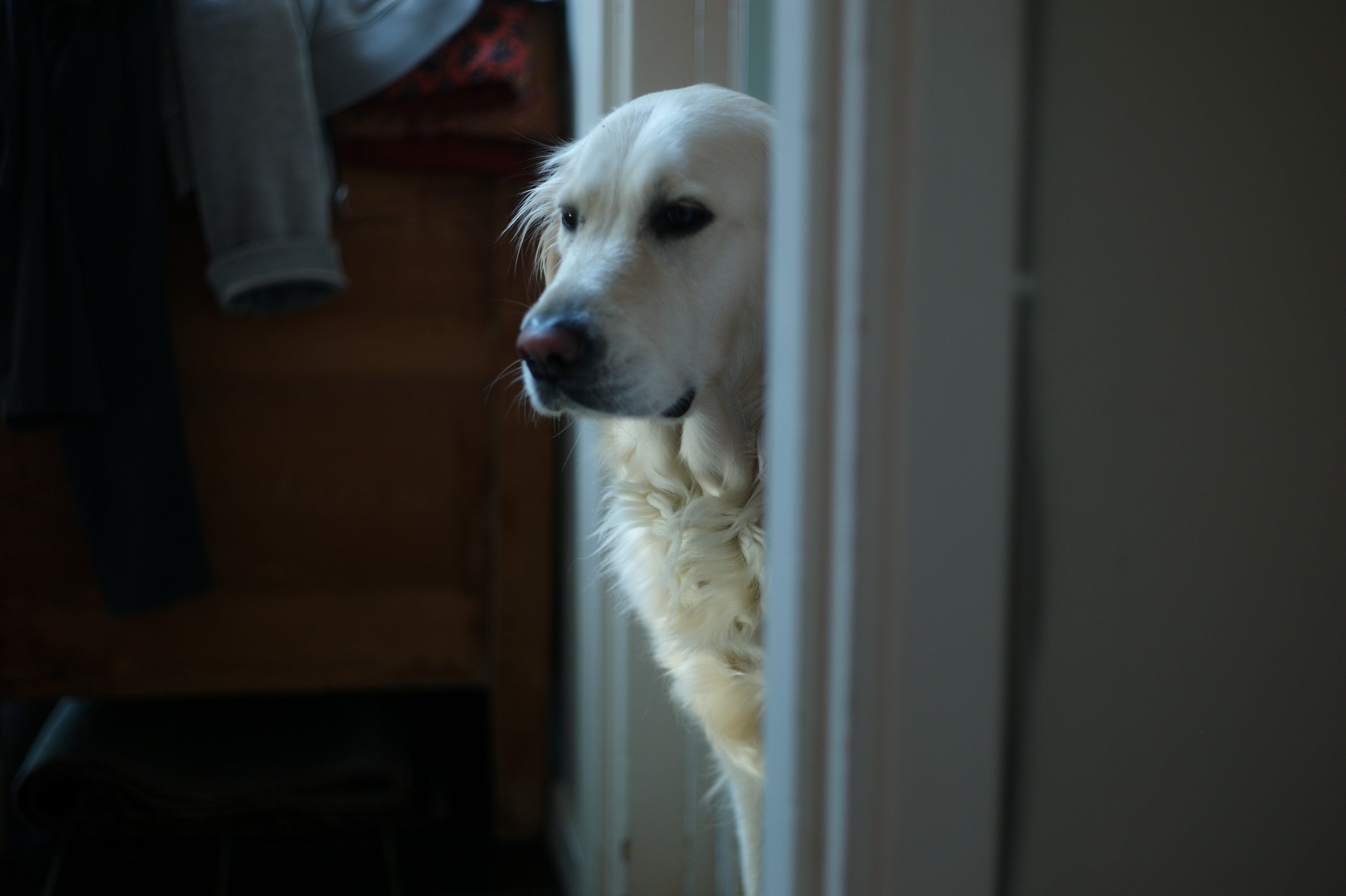 ドアの所で待っている犬