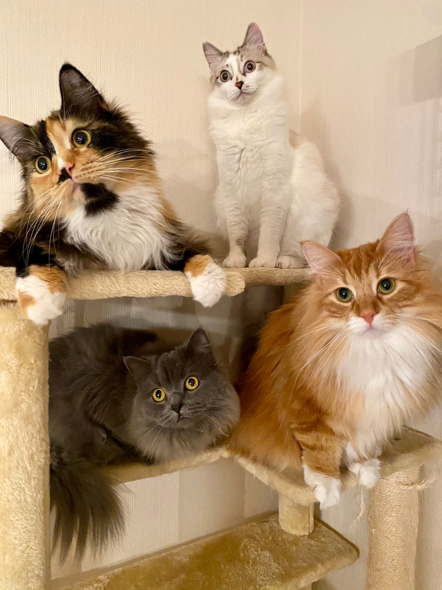 キャットタワーに集まった4匹の猫