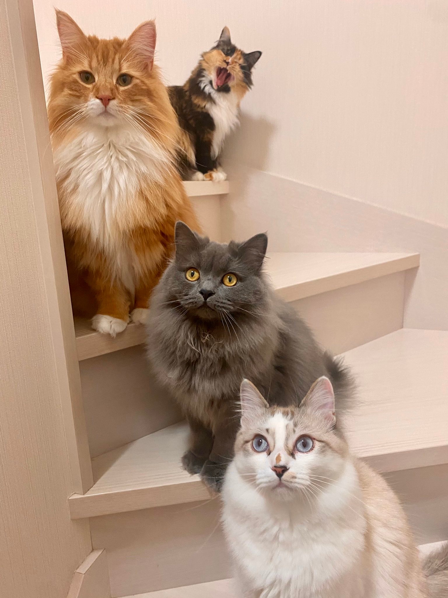 階段に並んでいる4匹の猫