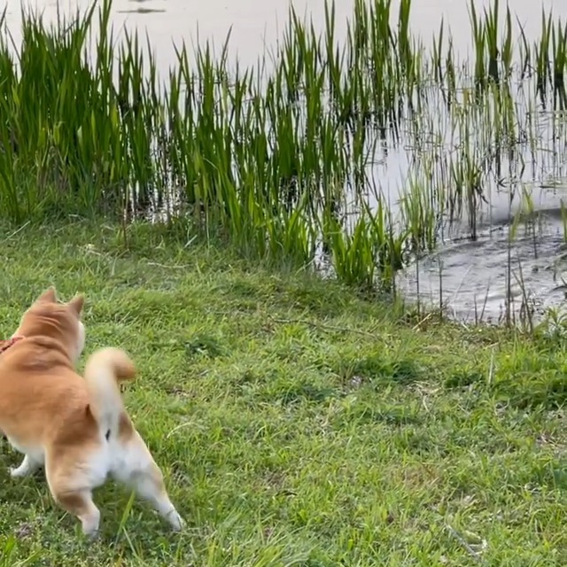 池を見ている柴犬