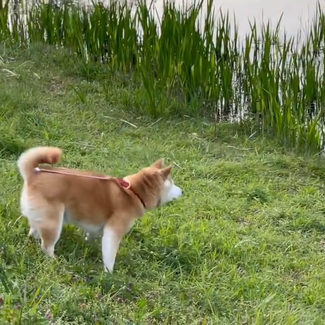 池を見ている柴犬