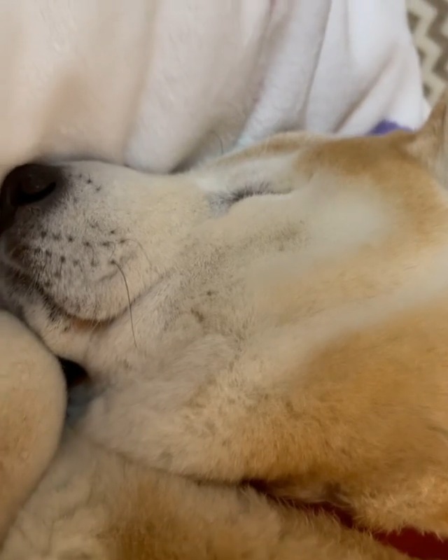 うつ伏せで寝ている柴犬