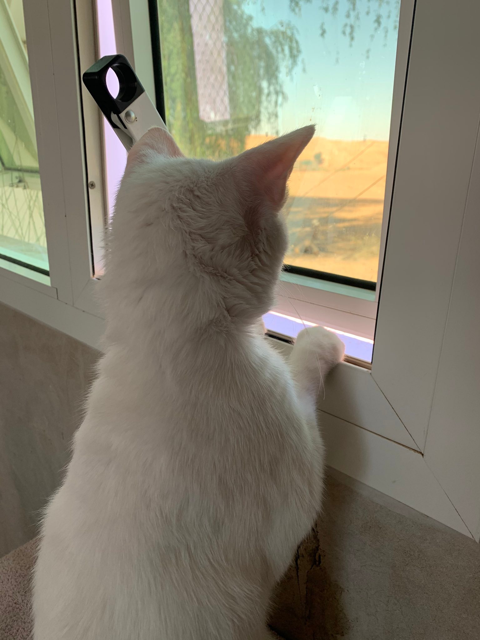 窓から外を眺める白猫